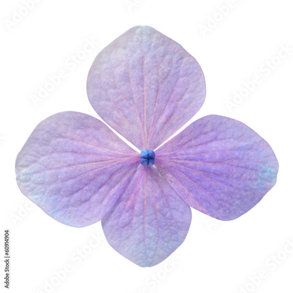 Obraz Single Purple Hydrangea Flower Isolated
