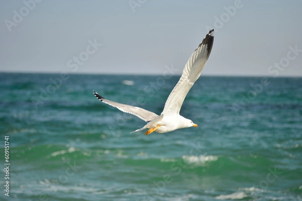 Obraz Seagulls flying over the water. Fly Away