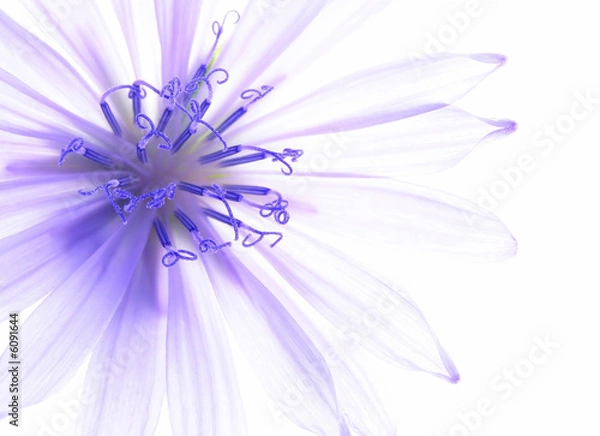 Fototapeta Zbliżenie: niebieski kwiat kukurydzy z białym tłem