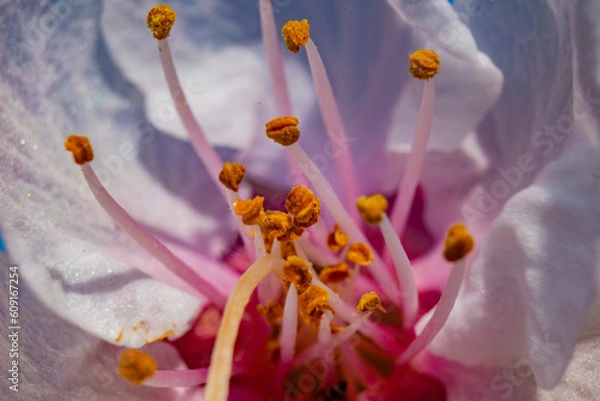 Obraz flores del campo