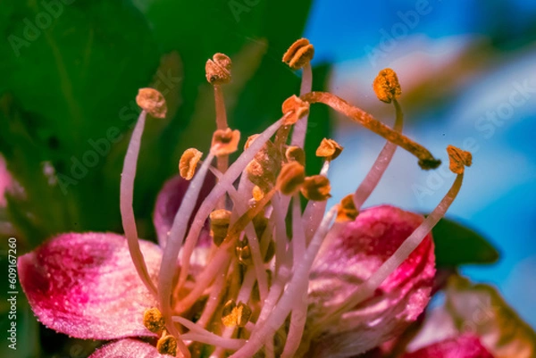 Obraz flores del campo