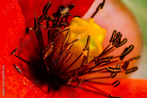 Obraz flores del campo