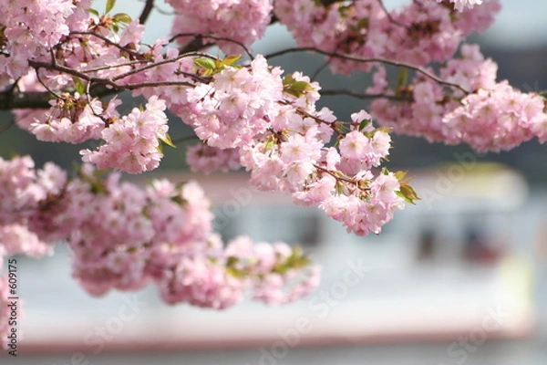 Obraz blüten am wasser