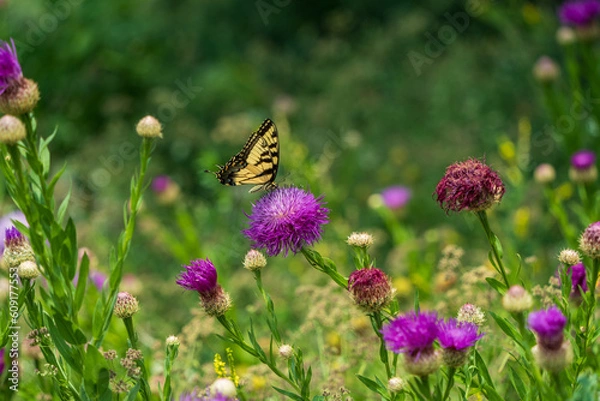 Fototapeta butterfly on a flower