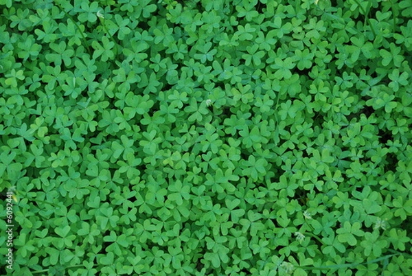 Fototapeta Clover floor