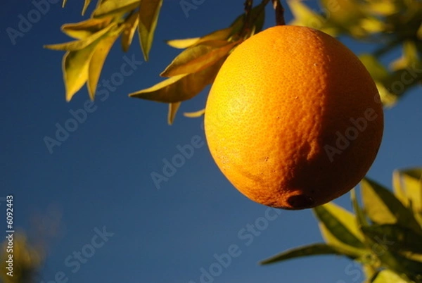 Fototapeta Orange close up