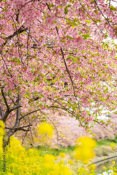 Obraz 青毛掘川の河津桜と菜の花のコラボ