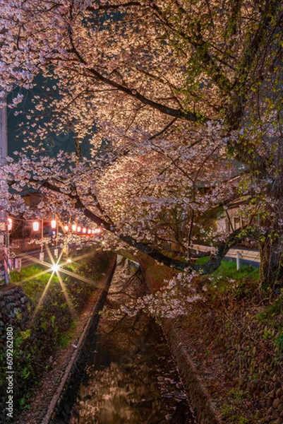 Obraz 東川の桜のライトアップ