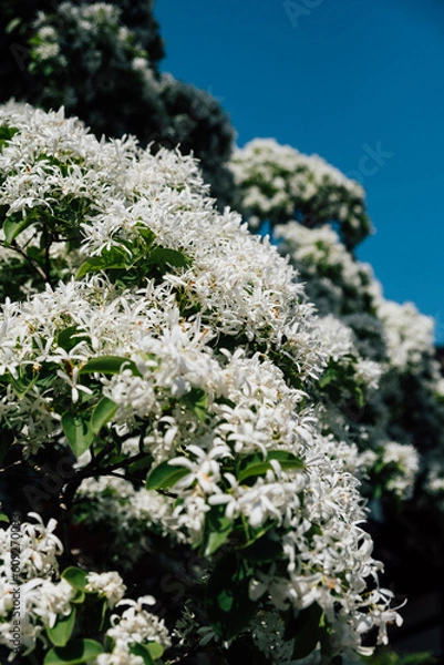 Obraz ナンジャモンジャ