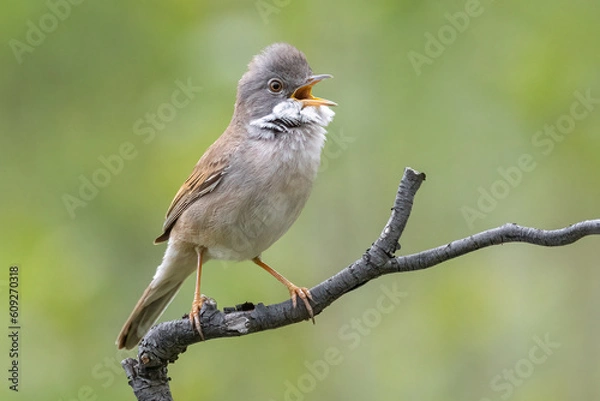 Obraz Whitethroat sings on a tree branch