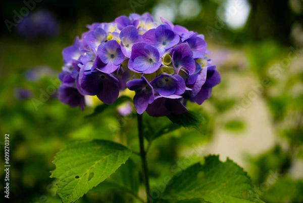 Obraz 紫陽花