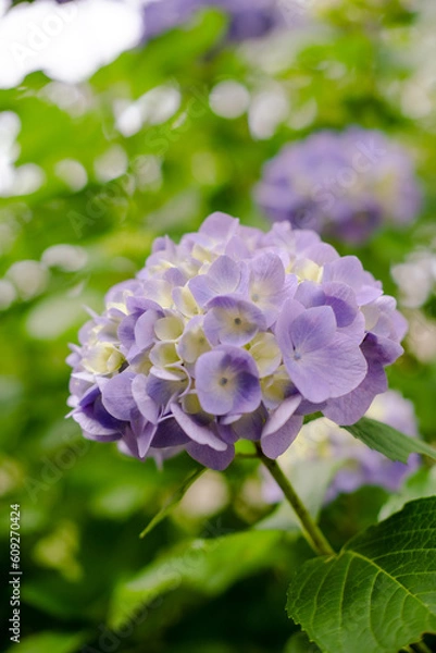 Obraz 紫陽花