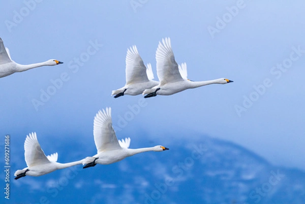 Obraz 大空に飛び立つ白鳥たち