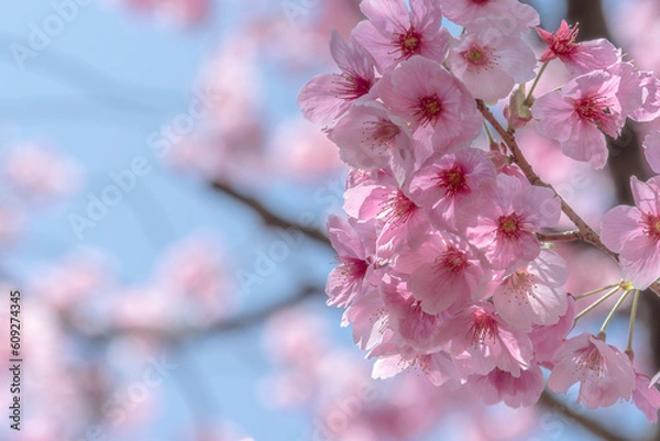 Obraz 桜