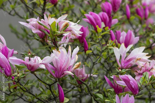 Fototapeta Blossom tree of pink magnolia liliflora Nigra in spring park. Multi-stemmed ornamental shrub with reddish-purple flowers