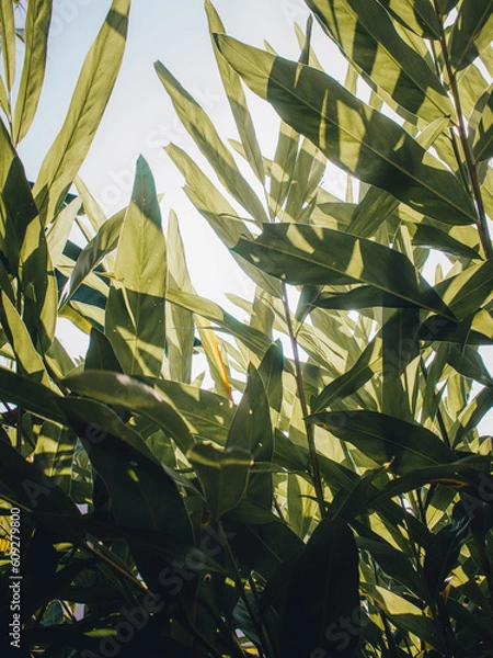 Obraz green leaves background