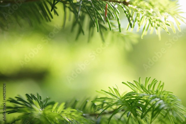 Obraz Fir tree branch close-up.