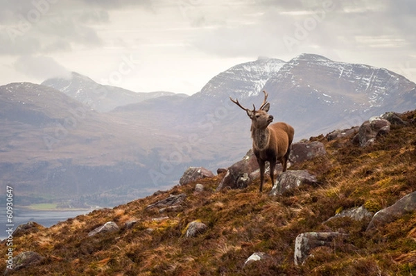 Obraz Wild stag, Scottish highlands