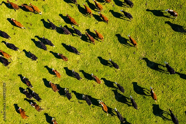Obraz Aerial view of cattle on green pasture