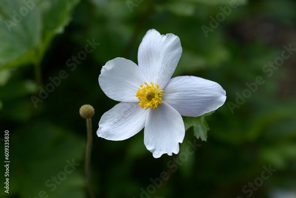 Fototapeta アネモネ・シリベストリス