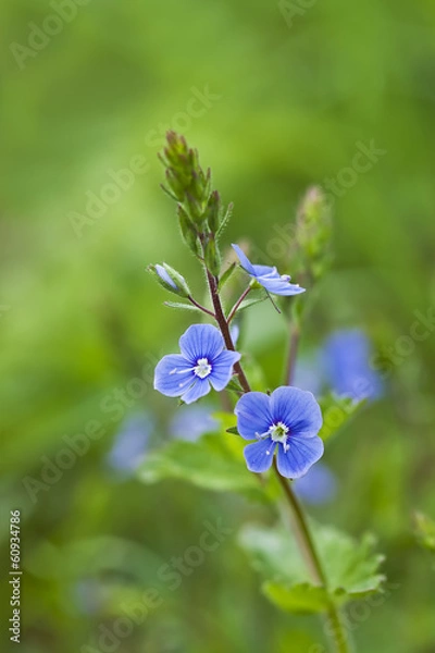 Obraz Veronica chamaedrys (Germander Speedwell)