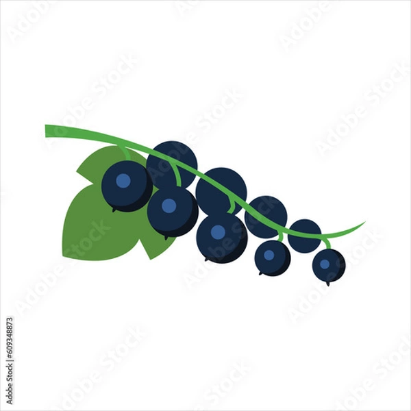 Obraz blackberries feather vector illustration