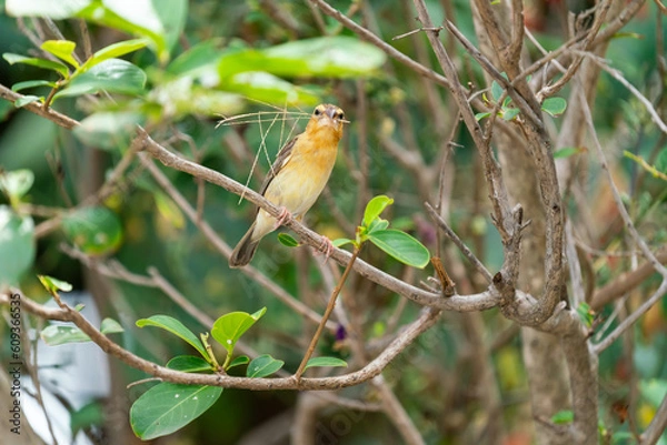 Fototapeta Golden sparrow is making its own nest preapring for its baby bird on the branches of tree.