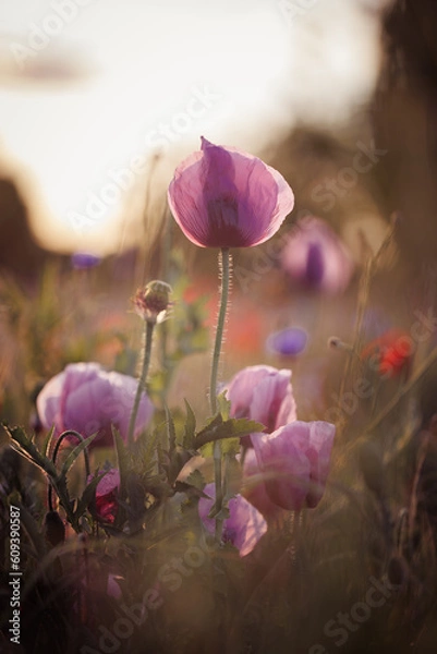Obraz Mohn in einer Wiese in Lila, zart pastell