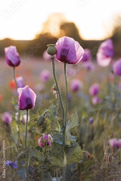 Obraz lila Mohn im Feld am Abend