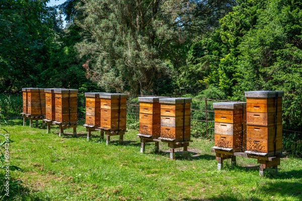 Fototapeta bee hives in the field