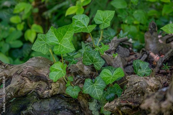 Fototapeta Ivy on tree trunk in forest