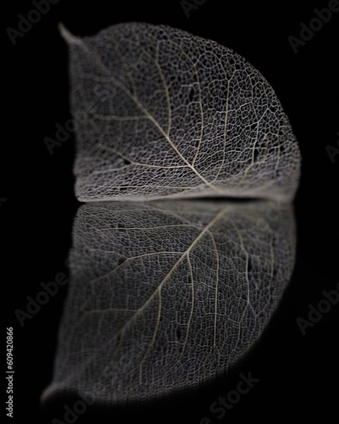 Obraz "time for reflection"
"magnolia skeletal leaf reflection time"
"inner look to the soul of white magnolia macro leaf on mirror surface in calm darkness"
