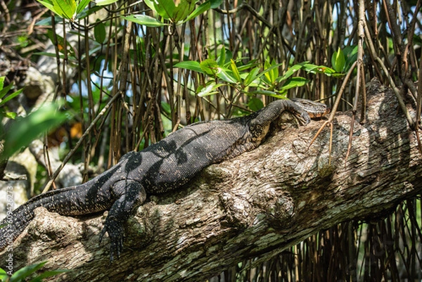 Fototapeta Large monitor lizard taking sunbath in the jungle