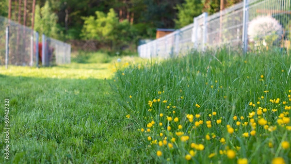 Fototapeta Green grass with yellow flowers and a fence in the background, selective focus. Mown grass and flower meadow.