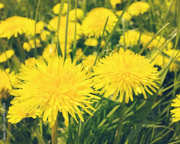Fototapeta dandelions close-up. yellow dandelions in the meadow. background with blooming dandelions