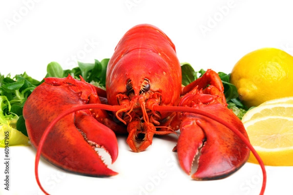 Fototapeta boiled lobster