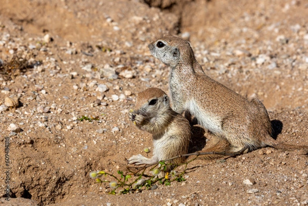 Fototapeta A mother round-tailed ground squirrel, Xerospermophilus tereticaudus, watches over one of her young, near the burrow, while they are eating creosote bush seeds. Pima County, Tucson, Arizona, USA.