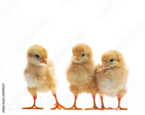 Fototapeta three of little yellow kid chick standing on white background wi