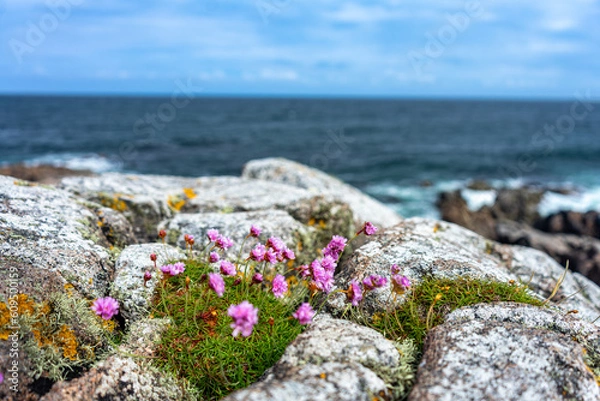 Fototapeta flowers on the rocks