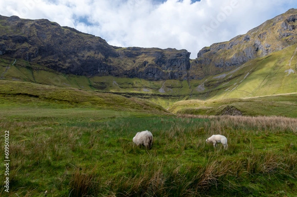Fototapeta sheep in the mountains
