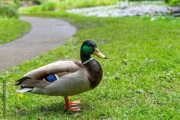 Fototapeta duck on the grass