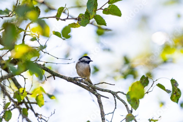 Fototapeta Bird on a Branch