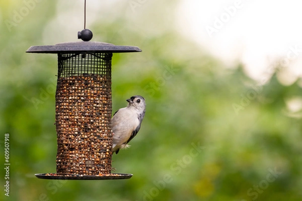 Fototapeta Bird on Feeder