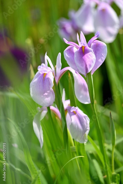 Obraz 六月に艶やかに咲き誇る花菖蒲