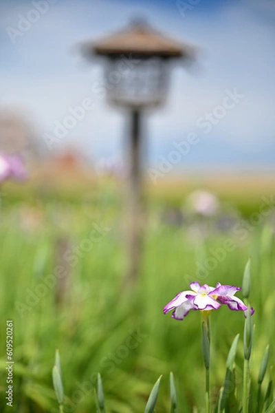 Obraz 六月に艶やかに咲き誇る花菖蒲