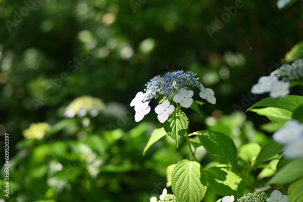 Obraz アジサイ紫陽花