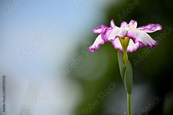 Obraz 六月に艶やかに咲き誇る花菖蒲