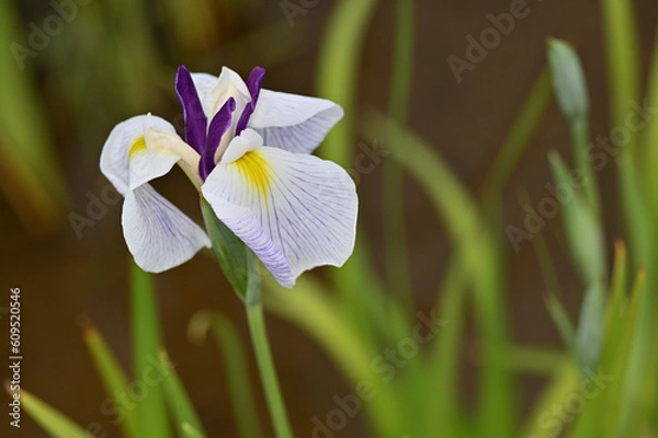 Obraz 六月に艶やかに咲き誇る花菖蒲