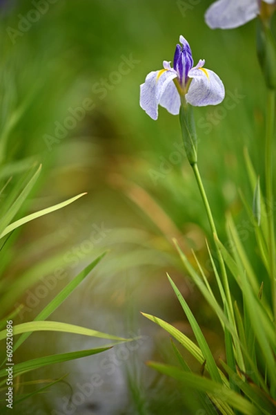 Obraz 六月に艶やかに咲き誇る花菖蒲