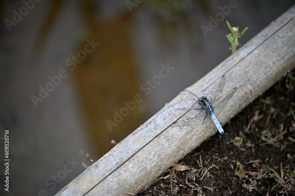 Obraz 花菖蒲が咲き誇る水辺で休むトンボ